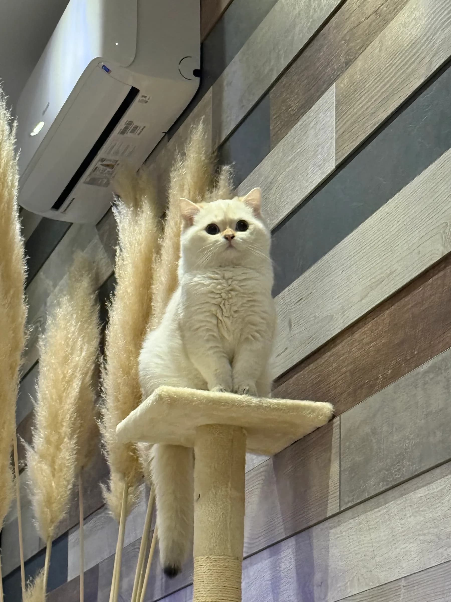 Домашно краве масло — 200 г